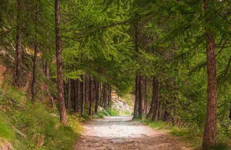 boschi pieni di alberi Bionaz