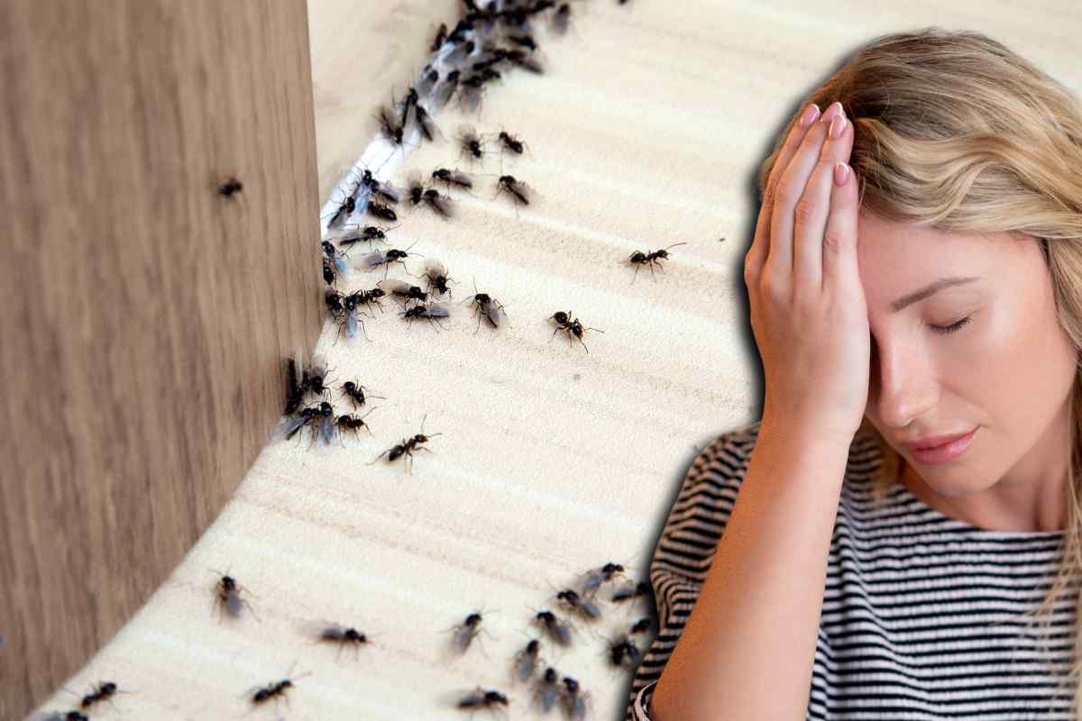 formiche in casa e donna disperata