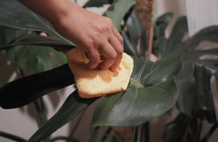pulire foglie delle piante con panno umido